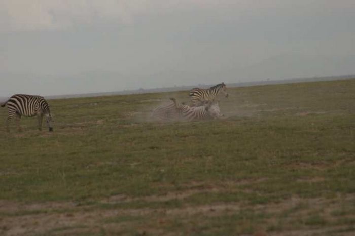 Amboseli NP