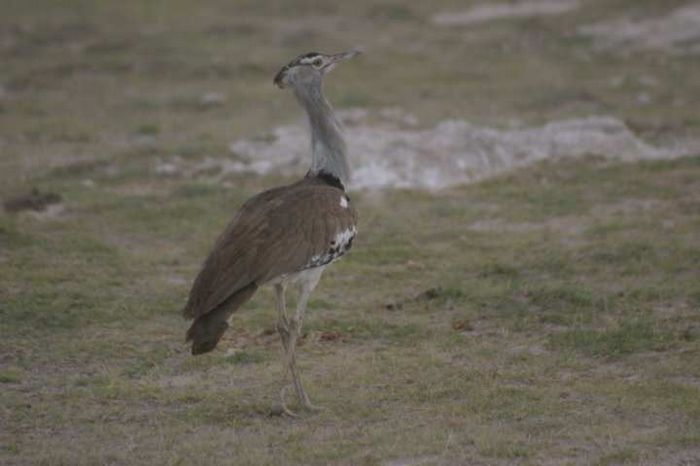 Amboseli NP