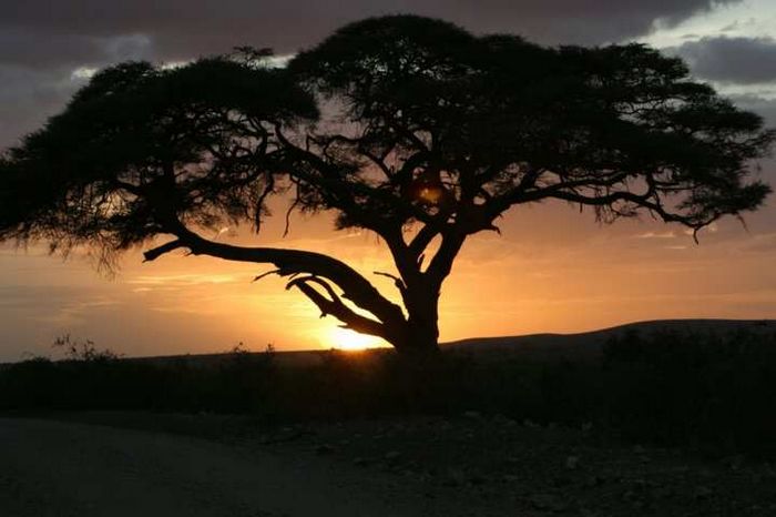 Amboseli NP