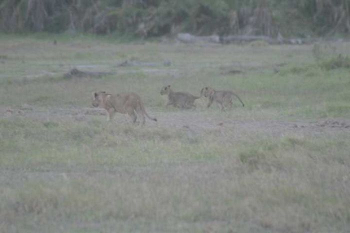 Amboseli NP