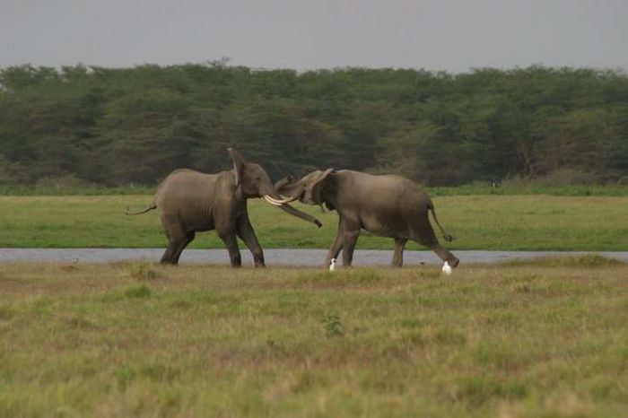 Amboseli NP