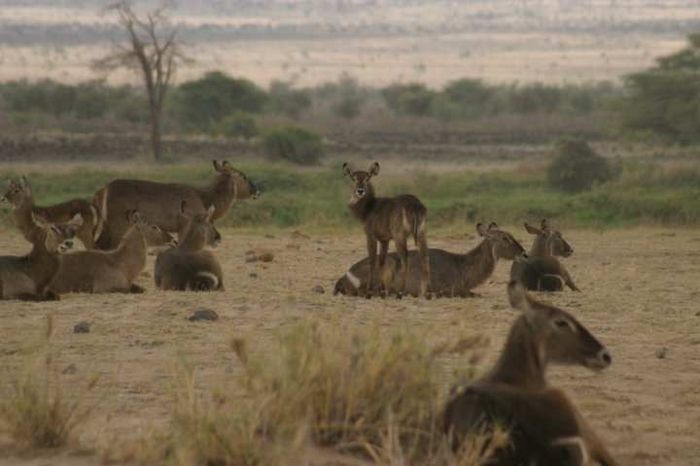 Amboseli NP