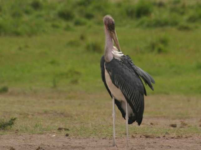 Amboseli NP