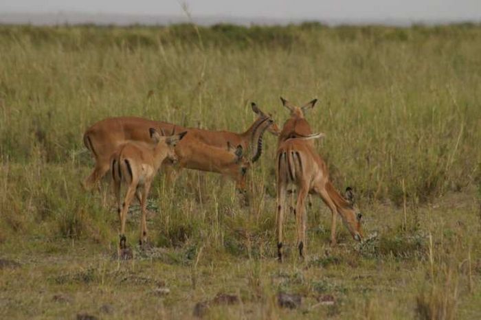 Amboseli NP