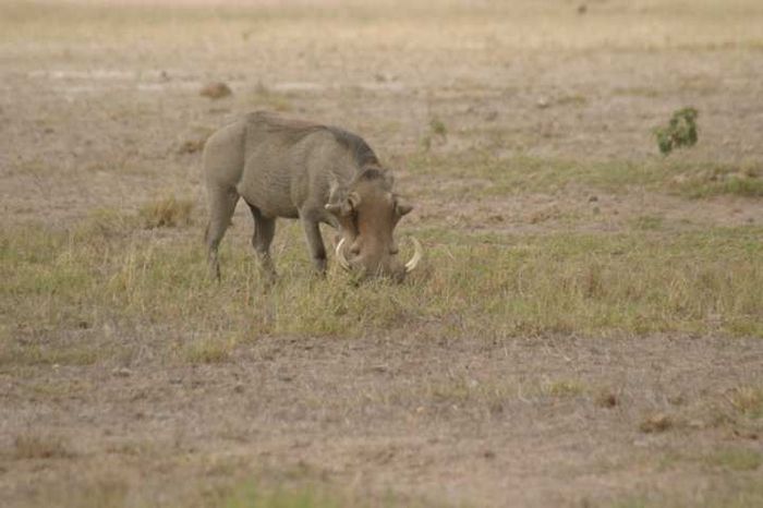 Amboseli NP