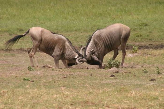 Amboseli NP