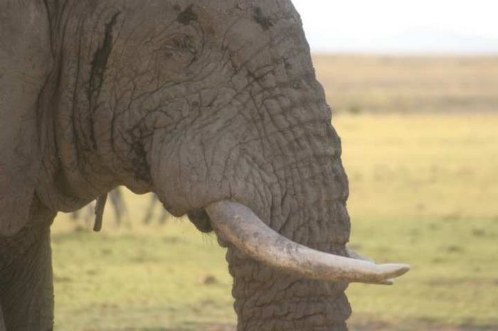 Amboseli NP