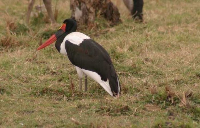 Amboseli NP