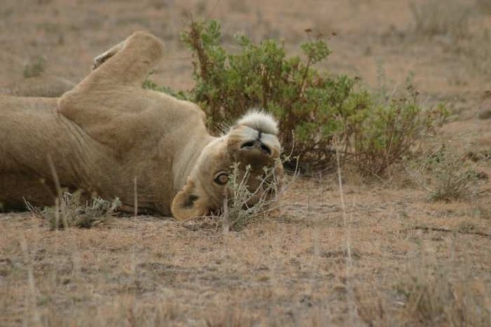 Amboseli NP