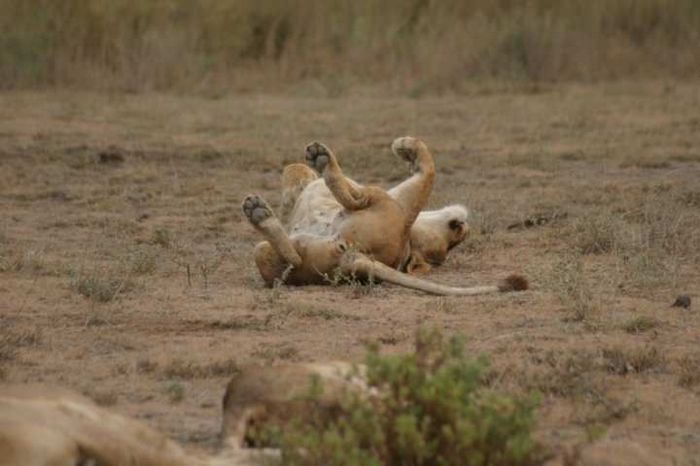 Amboseli NP