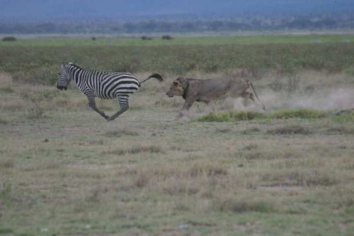 Amboseli NP
