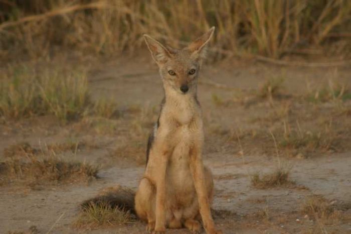 Amboseli NP