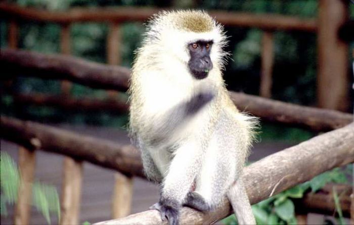 Amboseli NP