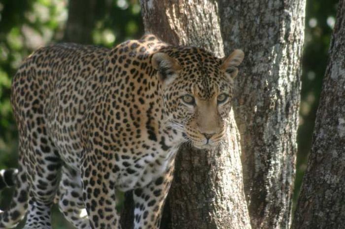 Nairobi Safari Walk Leopard