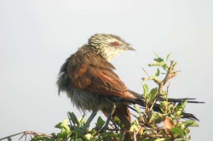 Nairobi NP