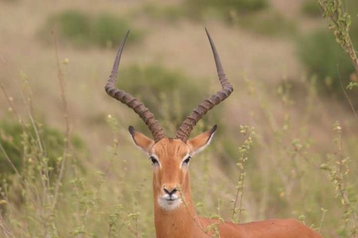 Nairobi NP