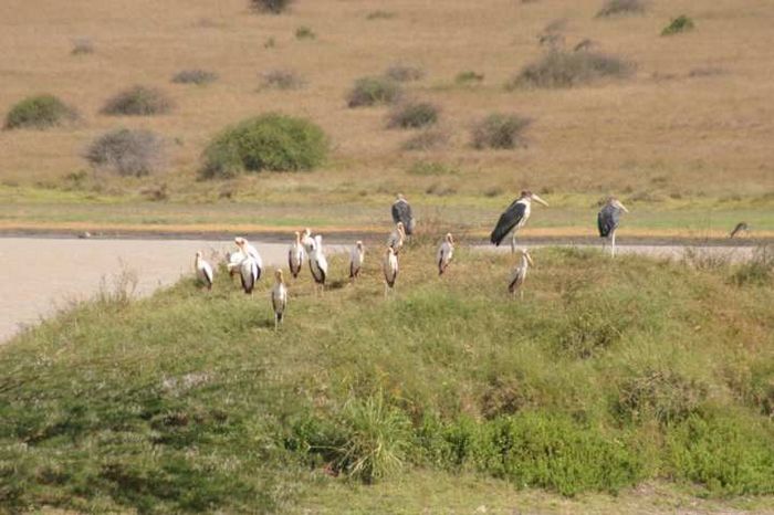 Nairobi NP