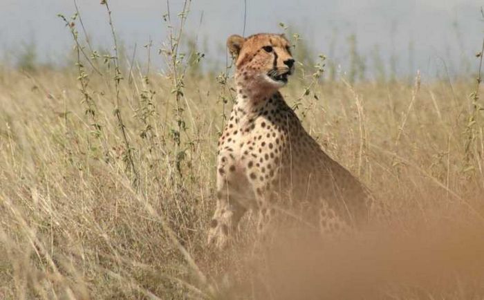 Nairobi NP
