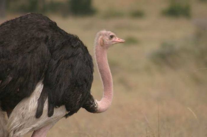 Nairobi NP