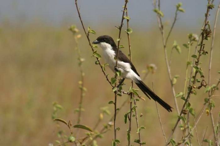 Nairobi NP