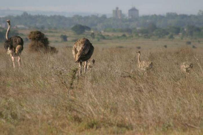 Nairobi NP