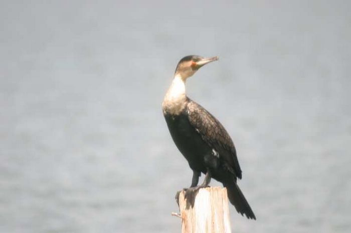 Lake Naivasha