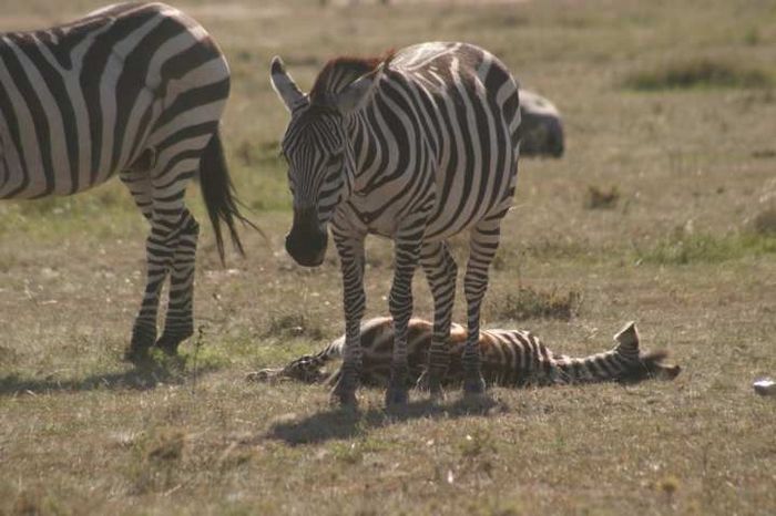 Masai Mara Game Reserve