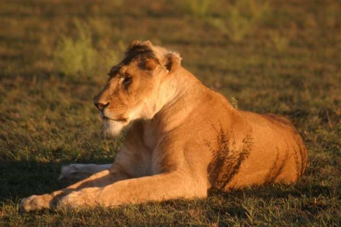 Masai Mara Game Reserve