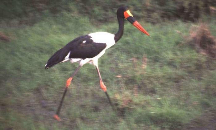 Masai Mara Game Reserve