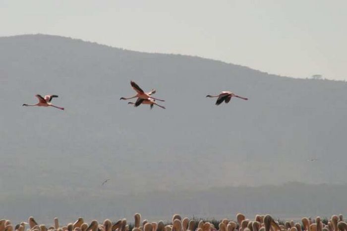 Lake Nakuru NP