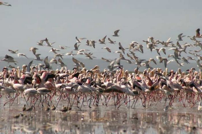Lake Nakuru NP