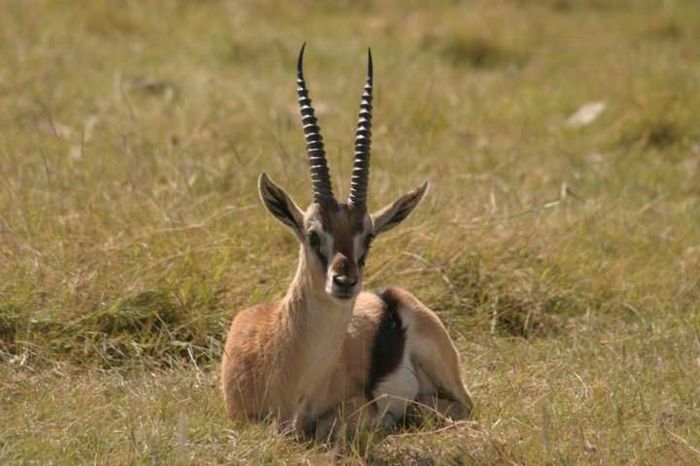 Lake Nakuru NP