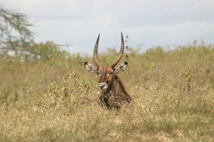 Lake Nakuru NP