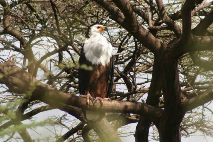 Lake Baringo