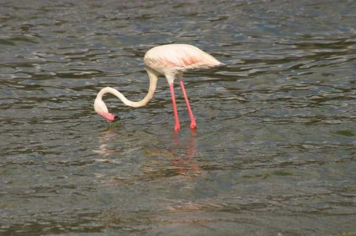 Lake Bogoria NP