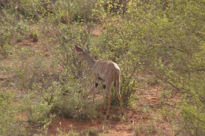 Tsavo NP