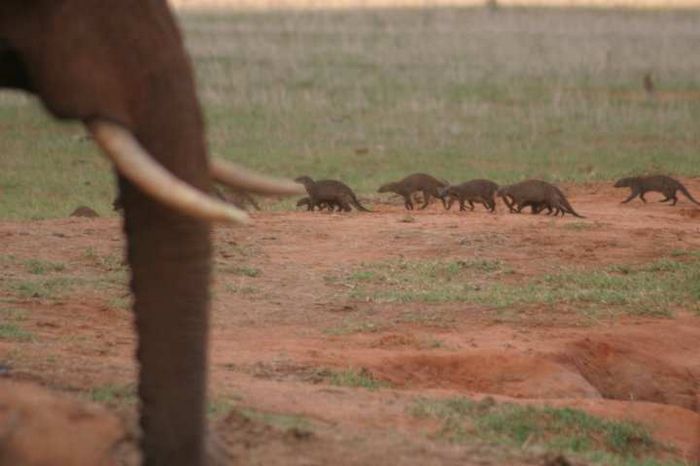 Tsavo NP
