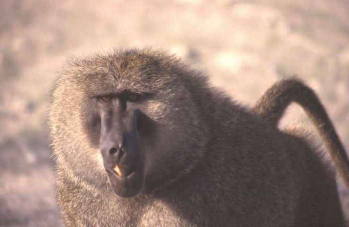 Marsabit NP