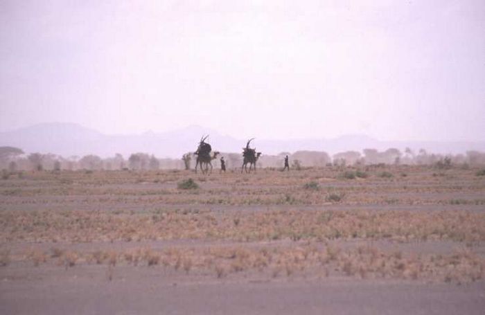 Marsabit NP