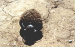 Amboseli NP