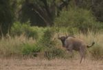 Amboseli NP