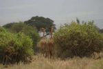 Amboseli NP