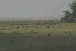 Amboseli NP