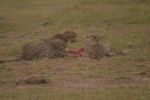 Amboseli NP