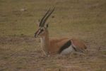 Amboseli NP