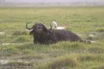 Amboseli NP