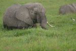Amboseli NP