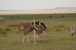 Amboseli NP