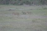 Amboseli NP
