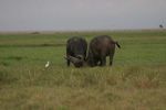 Amboseli NP